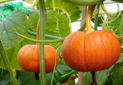 网红吃瓜素材图片,揭秘娱乐圈幕后真相  第2张